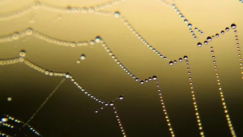 Dew On A Spider Web on sunset, sunrise Stock Footage 80477594