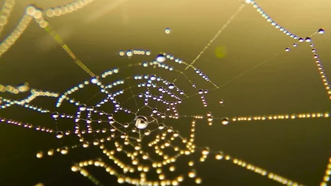 Dew On A Spider Web on sunset, sunrise Stock Footage 80477601