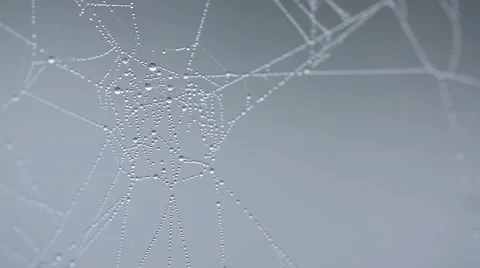 Dew in Spiders Web Stock-Footage 51226170