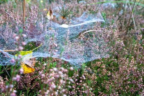 Dew on a spider's web in the forest early in the morning. 写真素材