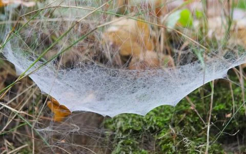 Dew on a spider's web. Stock Photos