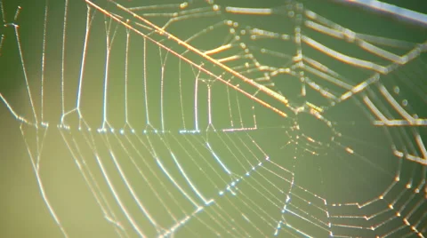 Dew on spiderweb Stock Footage 57815610