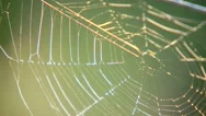 Dew On Spiderweb Stock Footage