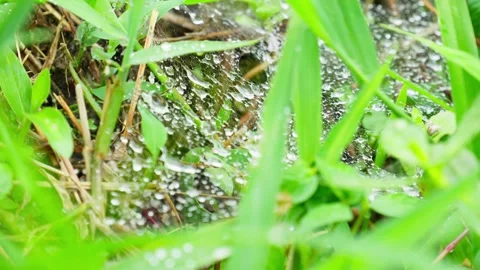 Dew on spiderweb Stock Footage 270040349