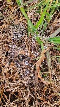 Dew on a spiderweb Stock Photos