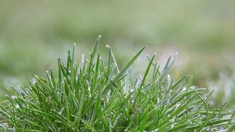 Dew on the spring, morning grass Stock Photos