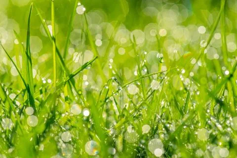 Dew in the sunshine Stock Photos