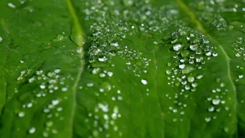 Dew sways on taro leaves Stock Footage 280376692