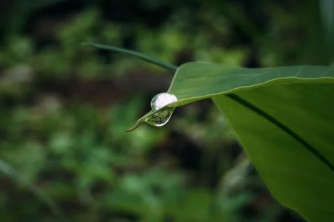Dew on the Taro Leaf Stock Photos