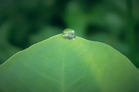 Dew on the Taro Leaf Stock Photos