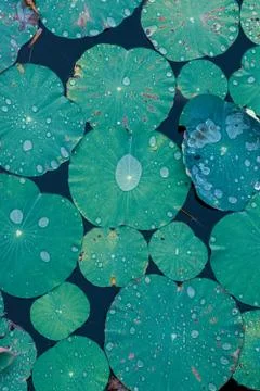 Dew on a thin leaf in macro 库存照片