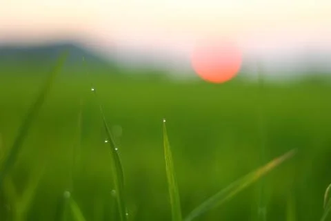 The dew on the top of the grass at sunset Stock Photos