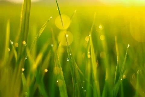 The dew on the top of the grass at sunset Stock Photos