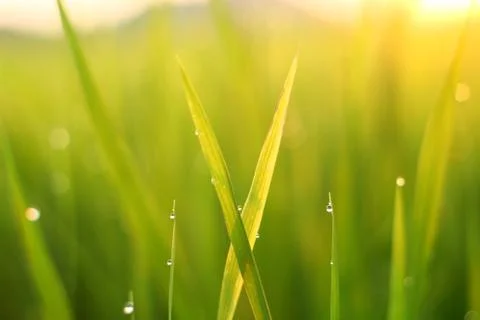 The dew on the top of the grass at sunset Stock Photos