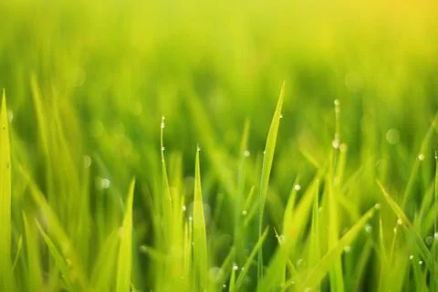 The dew on the top of the grass at sunset Stock Photos