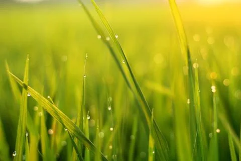 The dew on the top of the grass at sunset Stock Photos