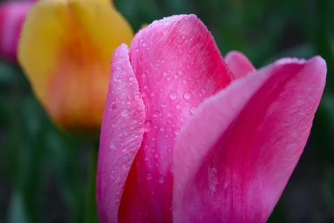 Dew on a tulip Stockfoto's
