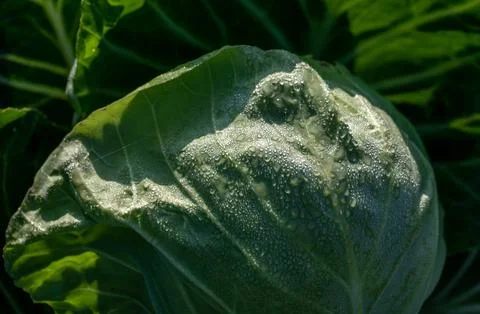 Dew on vegetable leaves in the sun Stock Photos