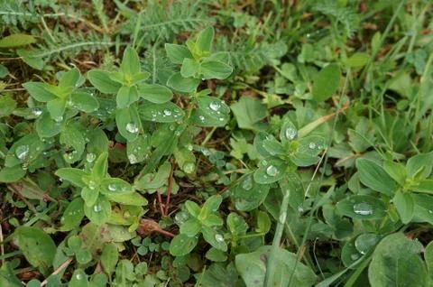 Dew washes away Stock Photos