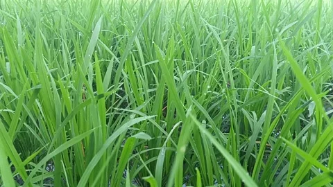 Dew water 動画素材 239392658