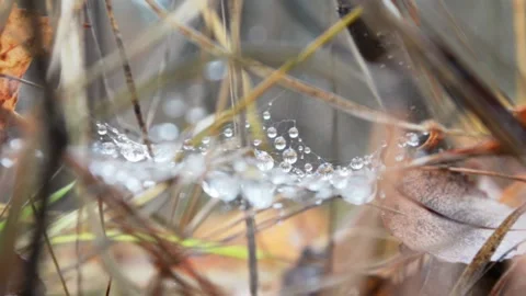 Dew on the web Video stock 144302067