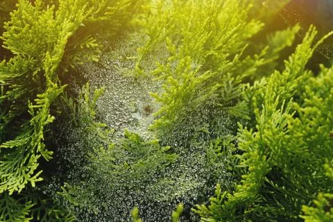 Dew on a web on juniper branches close-up, illuminated by the sun Stock Photos