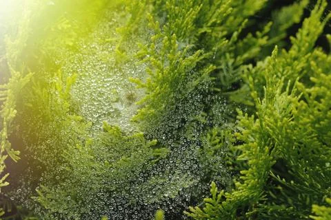 Dew on a web on juniper branches close-up, illuminated by the sun. Selective Stock Photos