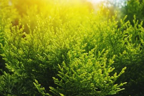 Dew on a web on juniper branches close-up, illuminated by the sun. Blur and Stock Photos