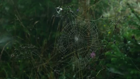 Dew on the web. Large spider web covered in fine water droplets made by early Stock Footage 254425839
