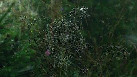 Dew on the web. Large spider web covered in fine water droplets made by early Stock Footage 254485819