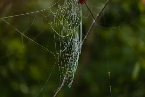 Dew Web 스톡 사진