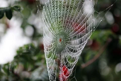 Dew on the web Stock Photos