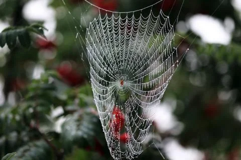 Dew on the web Stock Photos