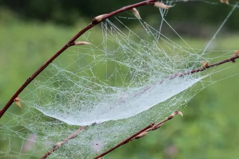 Dew web Stock Photos