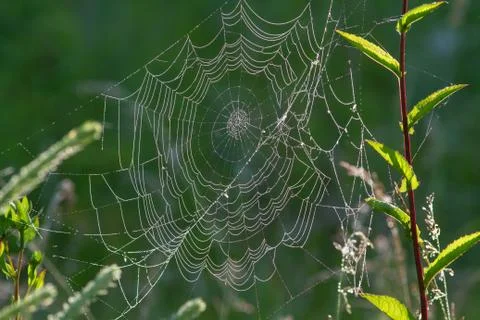 Dew on the web Stock Photos