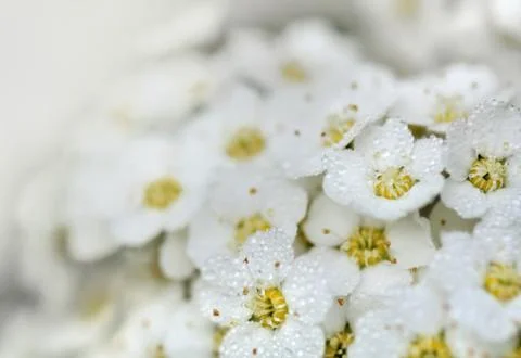 Dew on white flowers Stock Photos