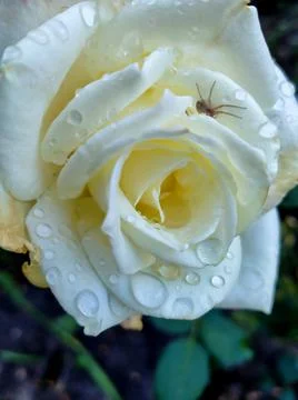 Dew on a white rose Stock Photos