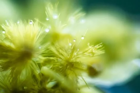 Dew on a yellow flower, macro with depth of field blur Stock Photos