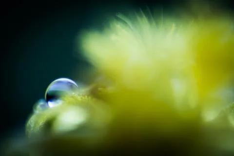 Dew on a yellow flower, macro with depth of field blur Stock Photos