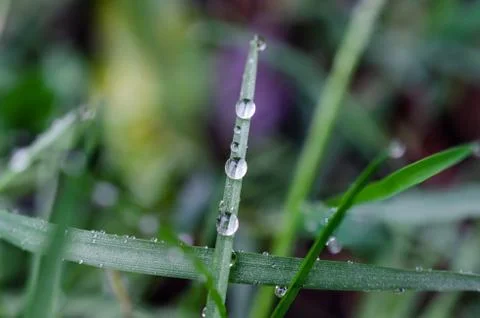 Dew2-2 Stock Photos