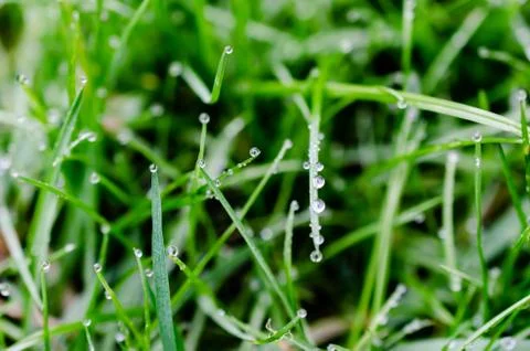 Dew2 Stock Photos