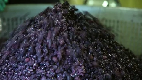 Dewatering of fermented grapes Stock Footage 74467236