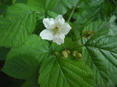 Dewberry flover Rubus caesius Foto stock