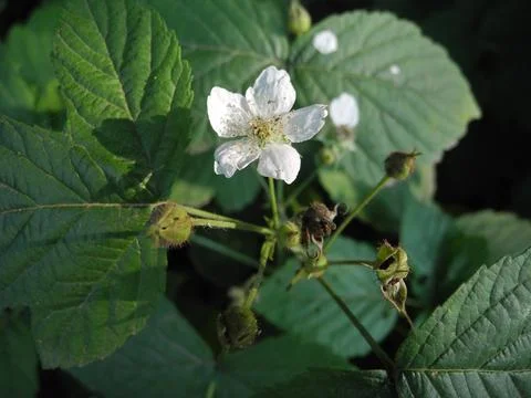 Dewberry flover Rubus caesius Stock Photos