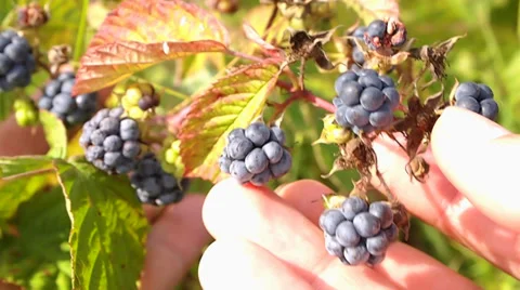 Dewberry Stock Footage 28982585