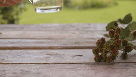 Dewberry leaf drink Stock Footage 137797024