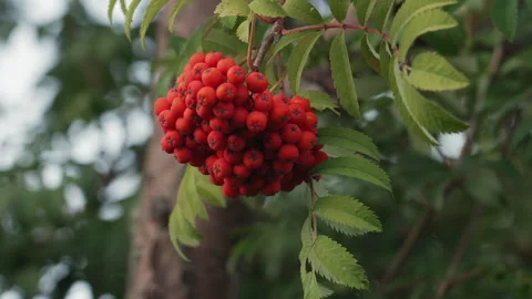 Dewcovered red berries on branch with soft sunlight. Detailed image of dewladen Stock Footage 345173823