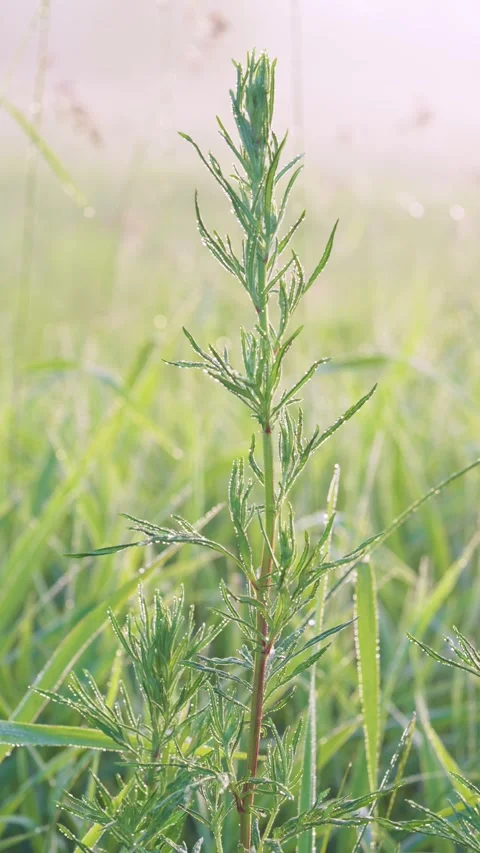 Dewcovered wild plant stem glowing with warm backlight in grassy meadow, vertica Stock Footage 341881831