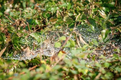 Dewdrop bead on spider web net spider web with morning dew on the bushes outdoor Stock Photos