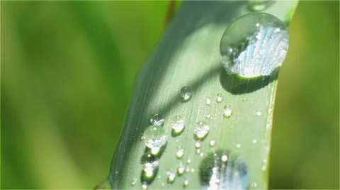 Dewdrop on a Blade of Grass Close-up Green Stock Footage 50325721